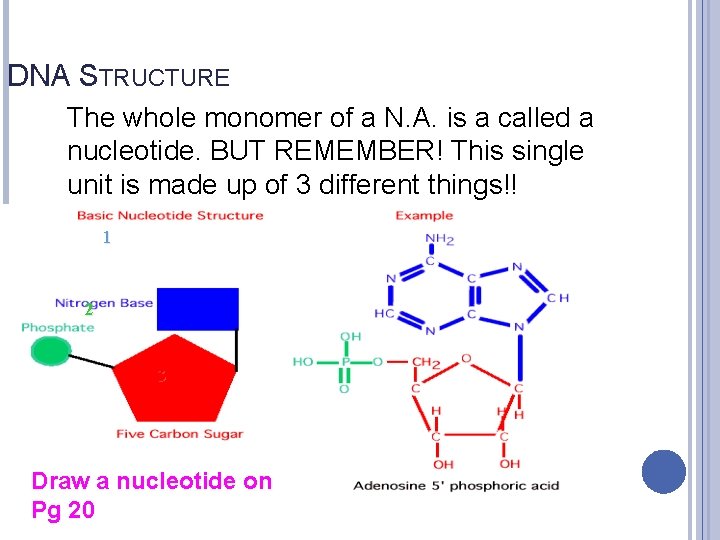 DNA STRUCTURE The whole monomer of a N. A. is a called a nucleotide.