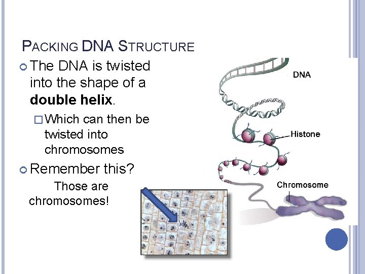 PACKING DNA STRUCTURE The DNA is twisted into the shape of a double helix.