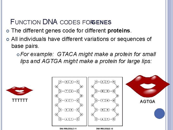 FUNCTION DNA CODES FORGENES The different genes code for different proteins. All individuals have