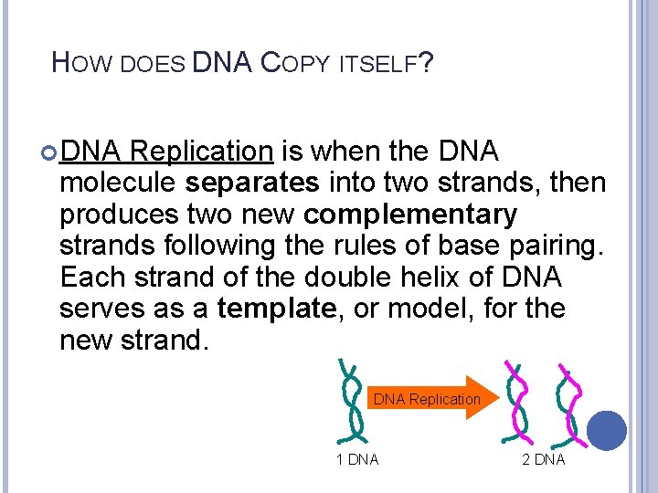 HOW DOES DNA COPY ITSELF? DNA Replication is when the DNA molecule separates into