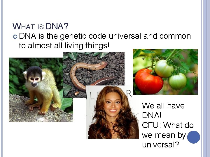 WHAT IS DNA? DNA is the genetic code universal and common to almost all