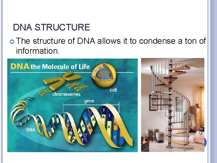 DNA STRUCTURE The structure of DNA allows it to condense a ton of information.