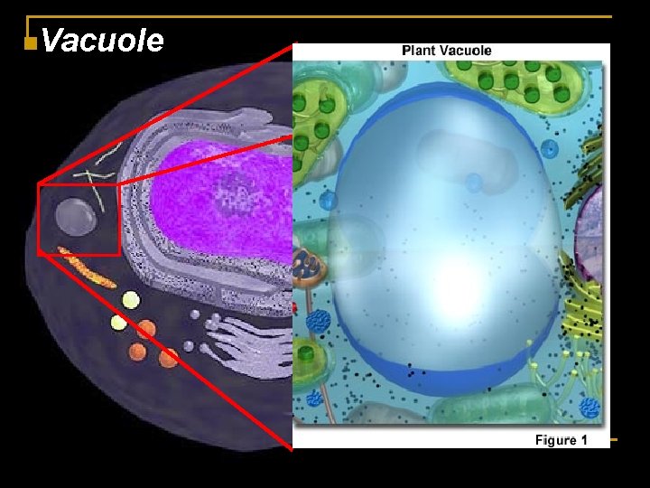 n. Vacuole n. Vacuole