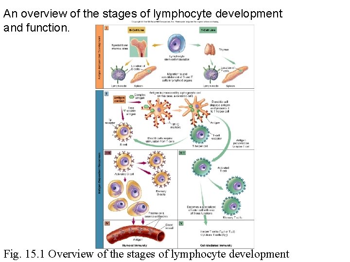 An overview of the stages of lymphocyte development and function. Fig. 15. 1 Overview