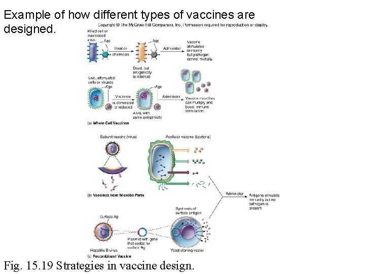 Example of how different types of vaccines are designed. Fig. 15. 19 Strategies in