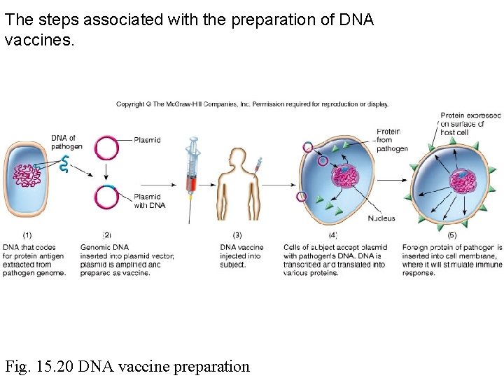 The steps associated with the preparation of DNA vaccines. Fig. 15. 20 DNA vaccine