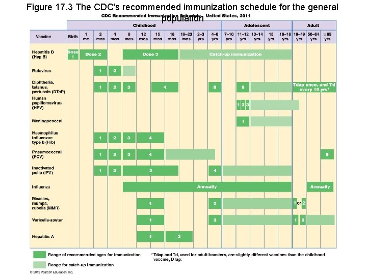 Figure 17. 3 The CDC's recommended immunization schedule for the general population 