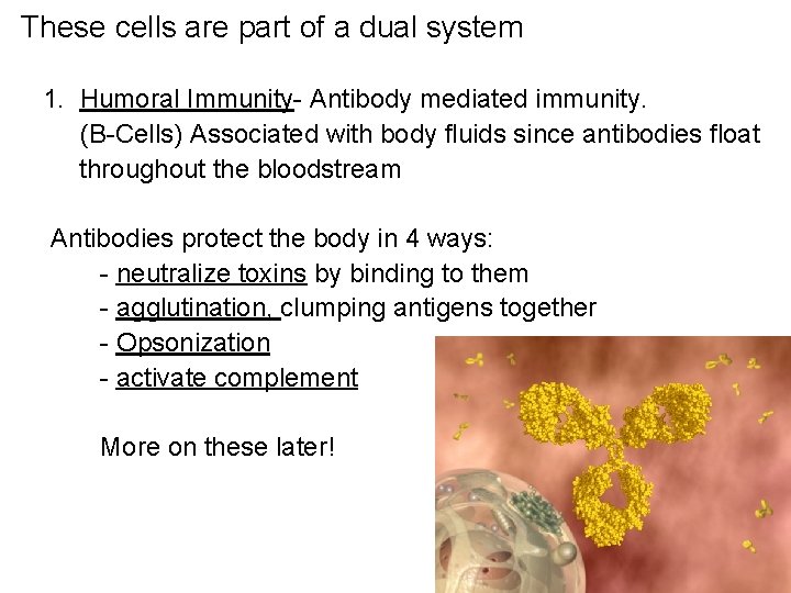 These cells are part of a dual system 1. Humoral Immunity- Antibody mediated immunity.