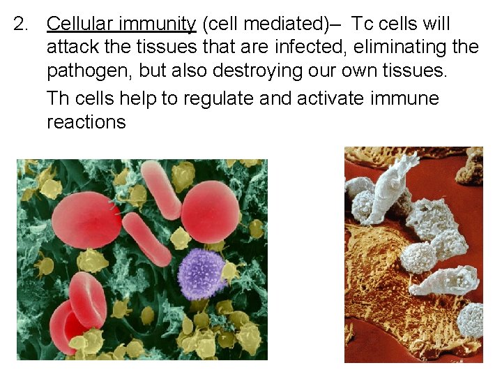 2. Cellular immunity (cell mediated)– Tc cells will attack the tissues that are infected,