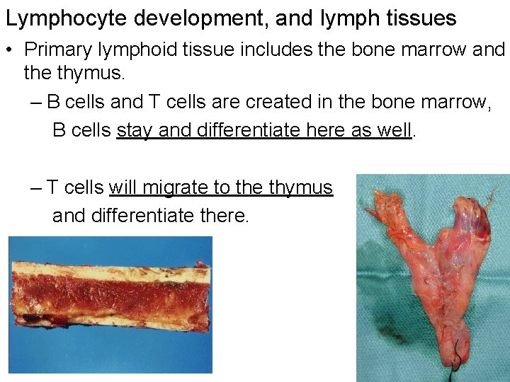 Lymphocyte development, and lymph tissues • Primary lymphoid tissue includes the bone marrow and