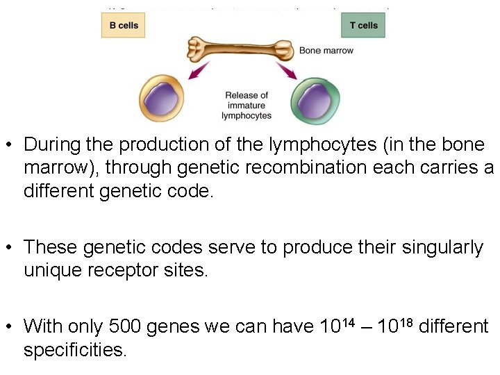  • During the production of the lymphocytes (in the bone marrow), through genetic