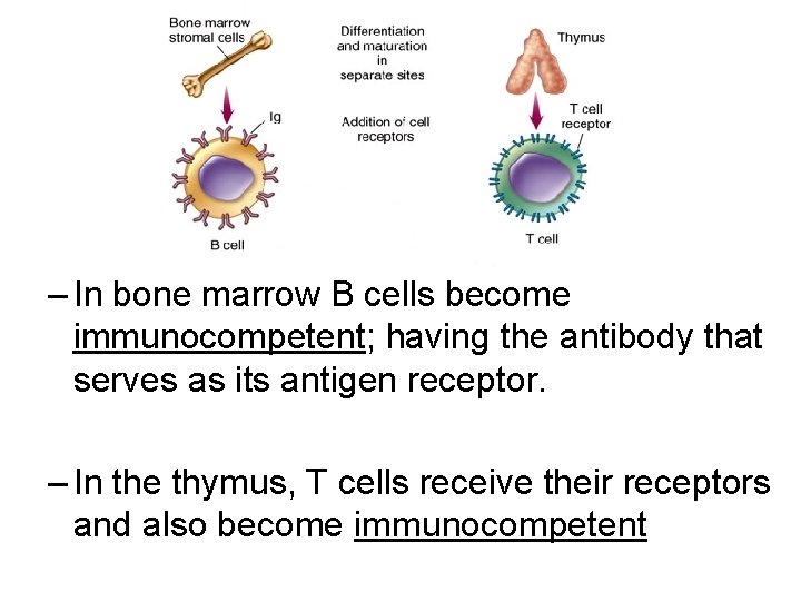 – In bone marrow B cells become immunocompetent; having the antibody that serves as