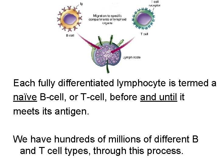 Each fully differentiated lymphocyte is termed a naïve B-cell, or T-cell, before and until