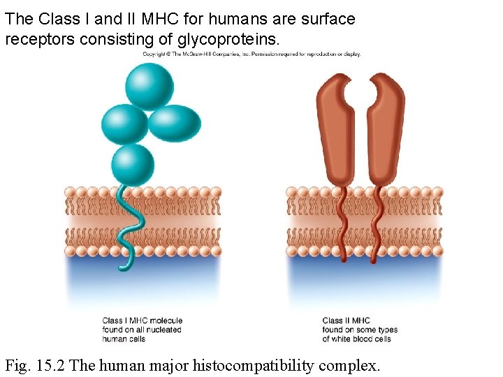 The Class I and II MHC for humans are surface receptors consisting of glycoproteins.