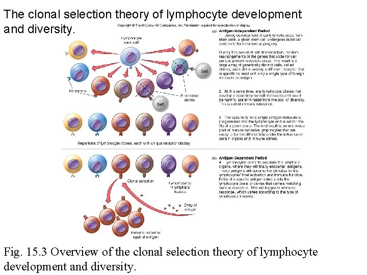 The clonal selection theory of lymphocyte development and diversity. Fig. 15. 3 Overview of