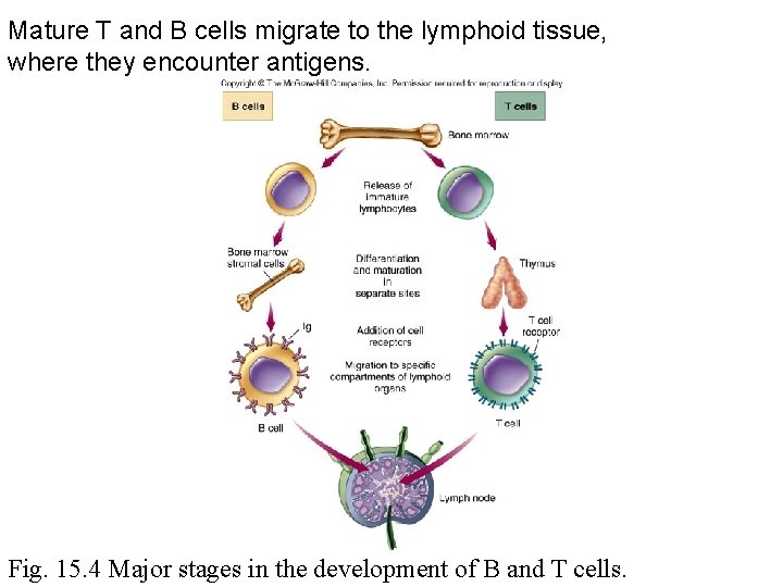 Mature T and B cells migrate to the lymphoid tissue, where they encounter antigens.
