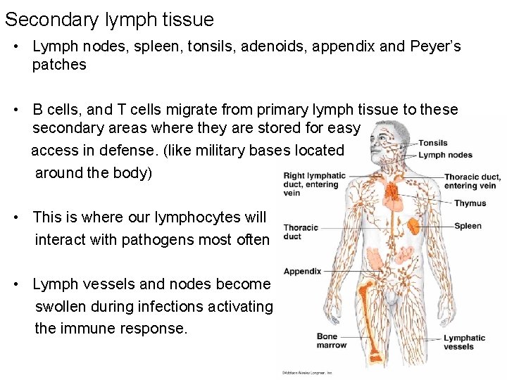 Secondary lymph tissue • Lymph nodes, spleen, tonsils, adenoids, appendix and Peyer’s patches •