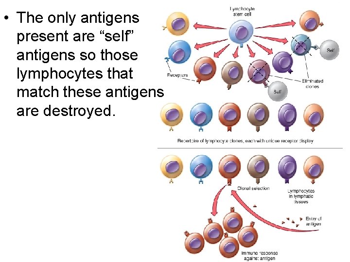  • The only antigens present are “self” antigens so those lymphocytes that match