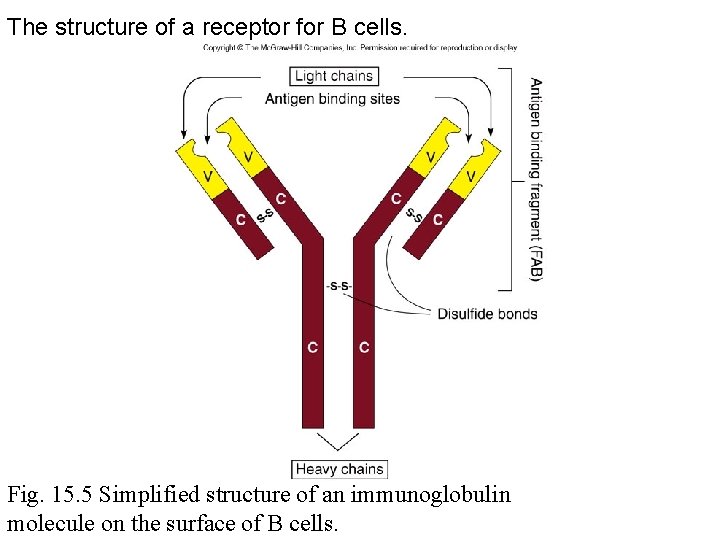 The structure of a receptor for B cells. Fig. 15. 5 Simplified structure of
