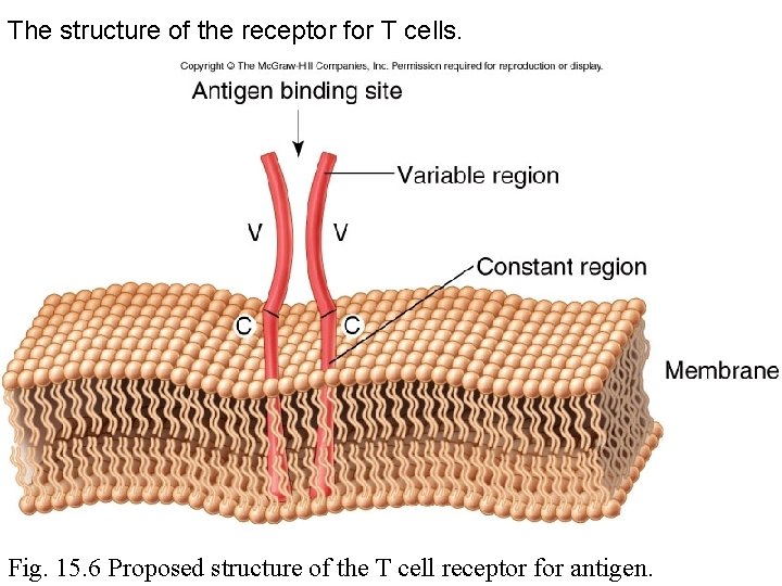 The structure of the receptor for T cells. Fig. 15. 6 Proposed structure of