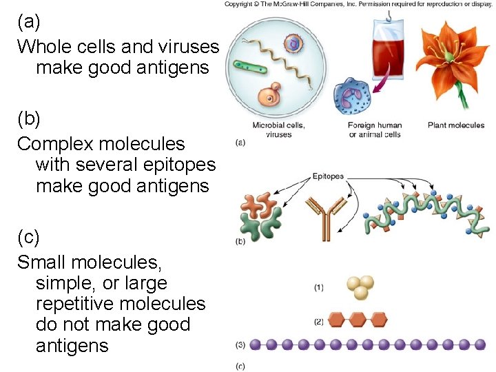 (a) Whole cells and viruses make good antigens (b) Complex molecules with several epitopes