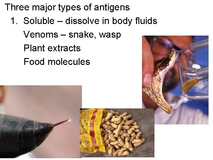 Three major types of antigens 1. Soluble – dissolve in body fluids Venoms –