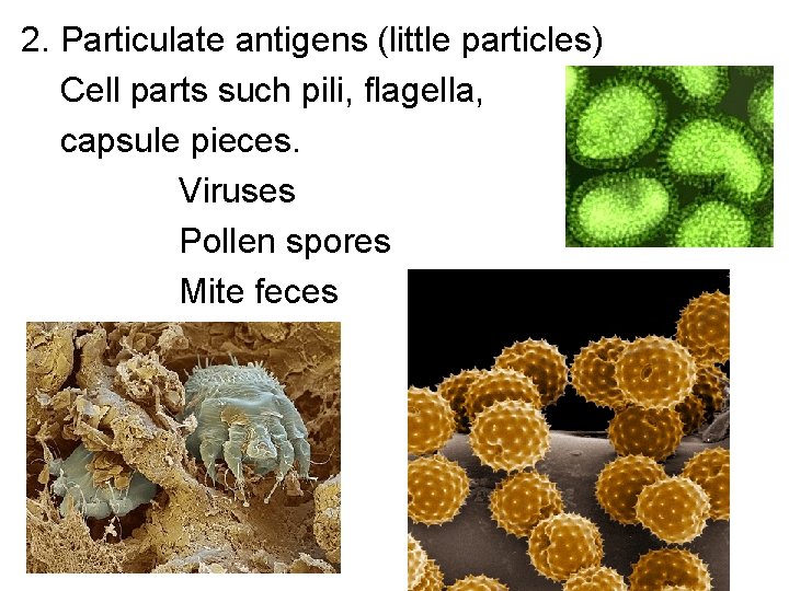 2. Particulate antigens (little particles) Cell parts such pili, flagella, capsule pieces. Viruses Pollen