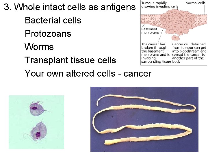 3. Whole intact cells as antigens Bacterial cells Protozoans Worms Transplant tissue cells Your
