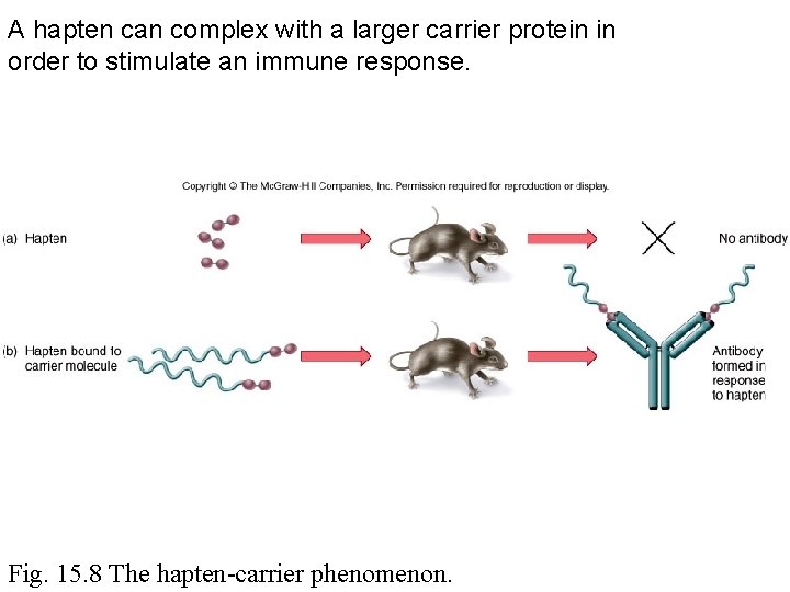 A hapten can complex with a larger carrier protein in order to stimulate an