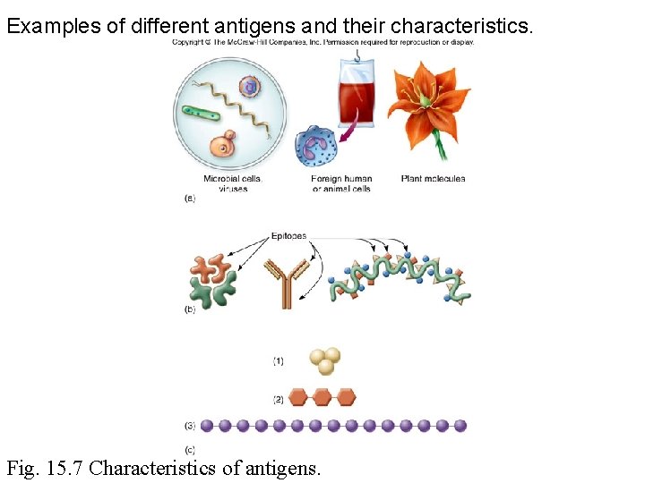 Examples of different antigens and their characteristics. Fig. 15. 7 Characteristics of antigens. 