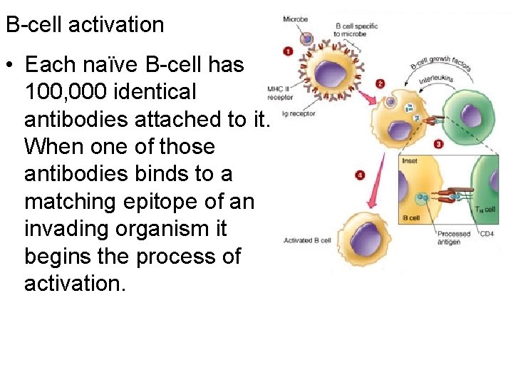 B-cell activation • Each naïve B-cell has 100, 000 identical antibodies attached to it.