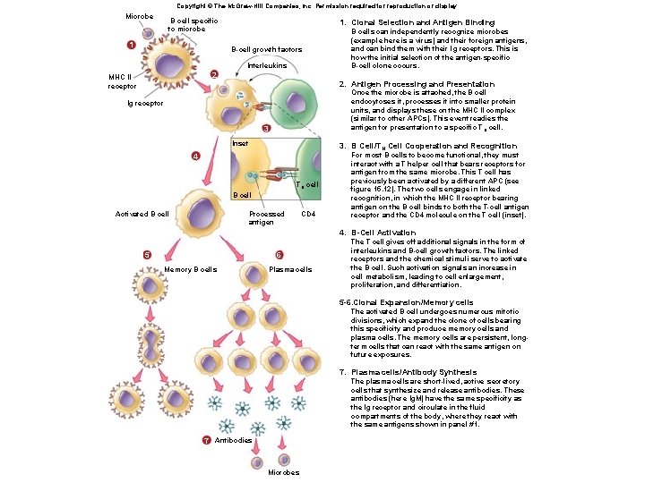 Copyright © The Mc. Graw-Hill Companies, Inc. Permission required for reproduction or display. Microbe