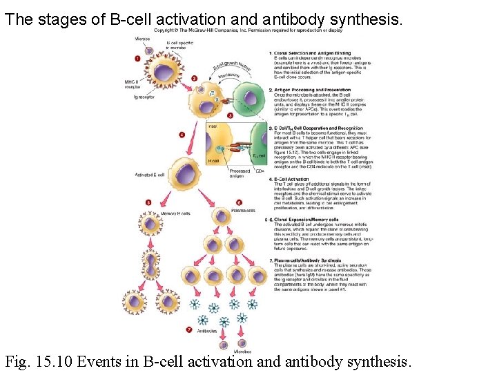 The stages of B-cell activation and antibody synthesis. Fig. 15. 10 Events in B-cell