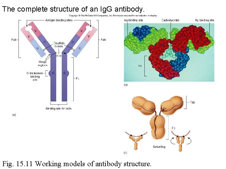 The complete structure of an Ig. G antibody. Fig. 15. 11 Working models of
