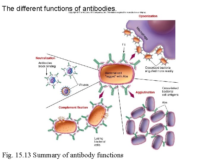 The different functions of antibodies. Fig. 15. 13 Summary of antibody functions 
