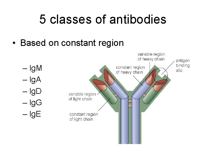 5 classes of antibodies • Based on constant region – Ig. M – Ig.