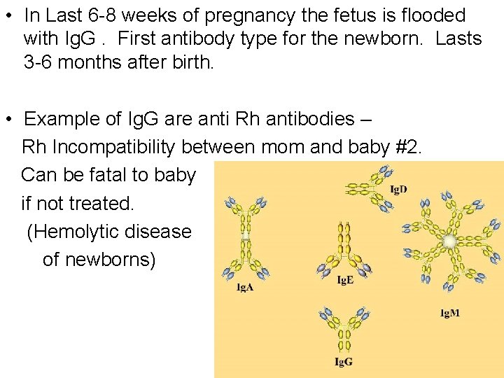  • In Last 6 -8 weeks of pregnancy the fetus is flooded with