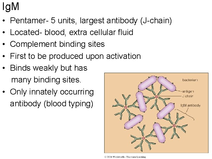 Ig. M • • • Pentamer- 5 units, largest antibody (J-chain) Located- blood, extra