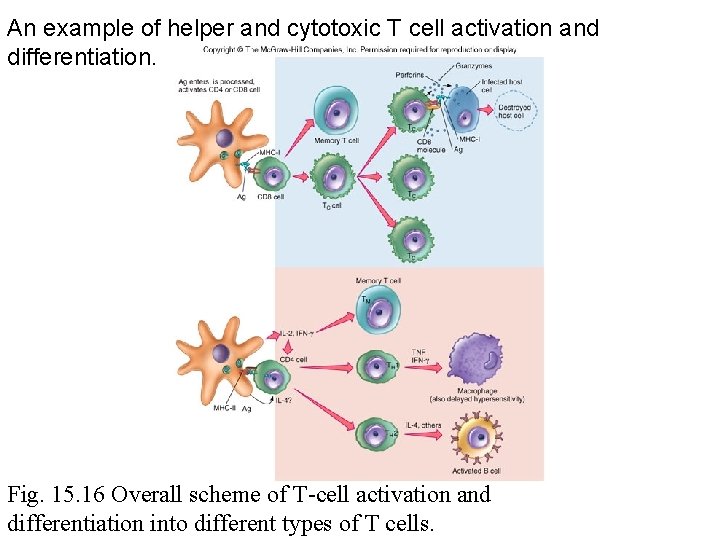 An example of helper and cytotoxic T cell activation and differentiation. Fig. 15. 16