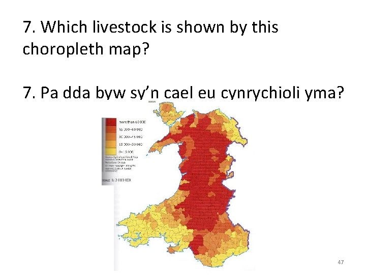 7. Which livestock is shown by this choropleth map? 7. Pa dda byw sy’n