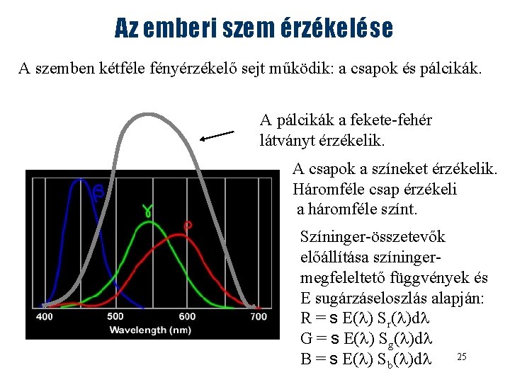 Az emberi szem érzékelése A szemben kétféle fényérzékelő sejt működik: a csapok és pálcikák.