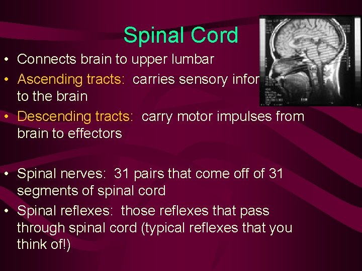 Spinal Cord • Connects brain to upper lumbar • Ascending tracts: carries sensory information Spinal Cord • Connects brain to upper lumbar • Ascending tracts: carries sensory information