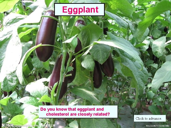 Eggplant Do you know that eggplant and cholesterol are closely related? Click to advance.