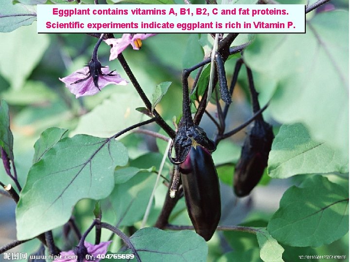 Eggplant contains vitamins A, B 1, B 2, C and fat proteins. Scientific experiments
