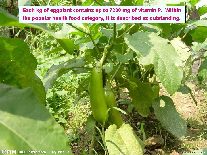 Each kg of eggplant contains up to 7200 mg of vitamin P. Within the