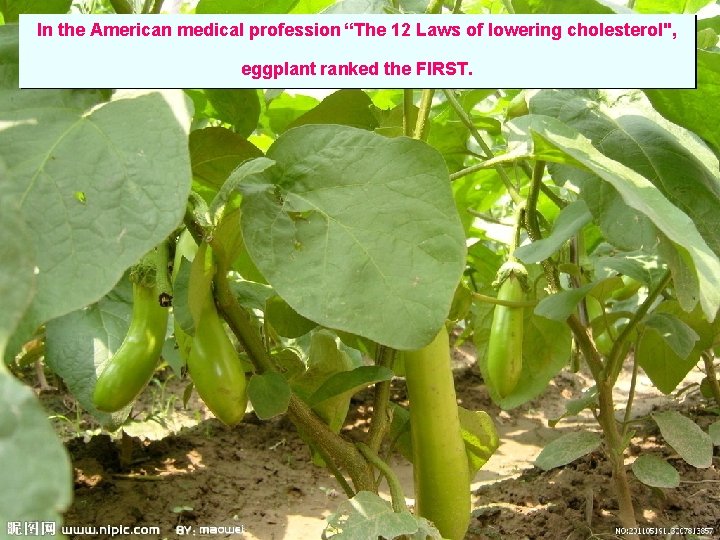 In the American medical profession “The 12 Laws of lowering cholesterol", eggplant ranked the
