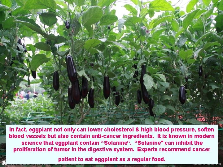 In fact, eggplant not only can lower cholesterol & high blood pressure, soften blood