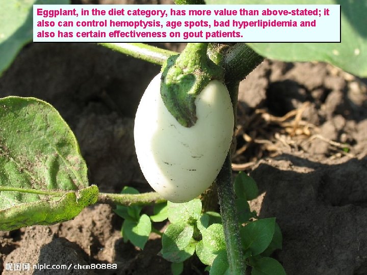 Eggplant, in the diet category, has more value than above-stated; it also can control