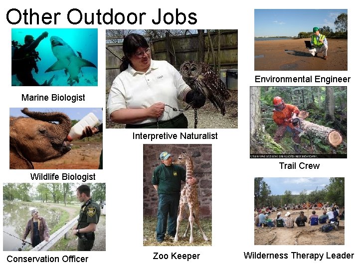 Other Outdoor Jobs Environmental Engineer Marine Biologist Interpretive Naturalist Trail Crew Wildlife Biologist Conservation