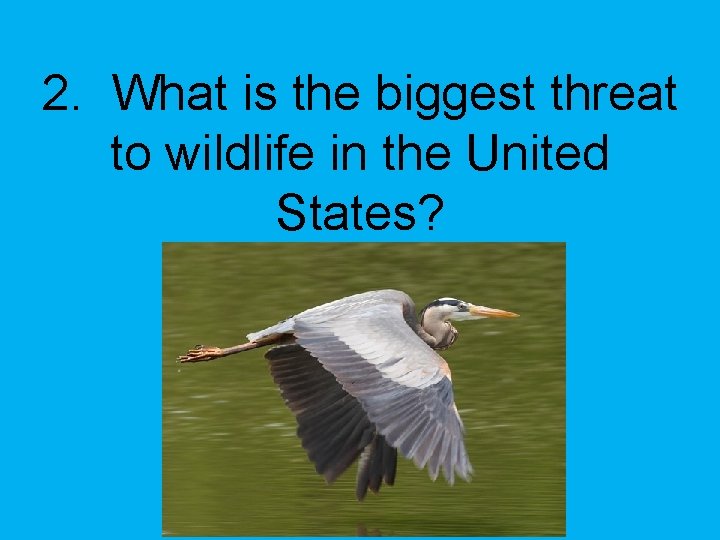 2. What is the biggest threat to wildlife in the United States? 